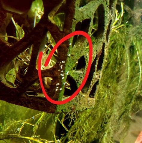 Sex This Manacapuru Angel Fish Breeding Aquarium Co Op Forum