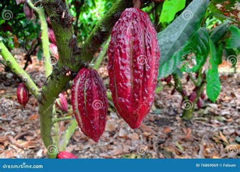 Cacaoyer De Ccn51 Image Stock Image Du Taxonomique Cacao 76869069