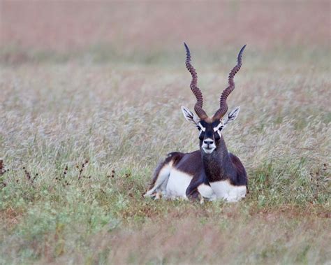 Definitive Guide To Blackbuck Facts, Habitat, Conservation Status, Zoo ...