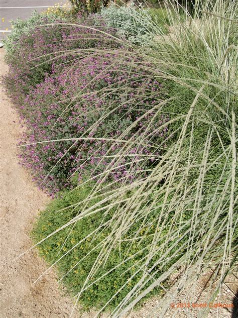 Muhlenbergia Rigens Deer Grass Zona Gardens