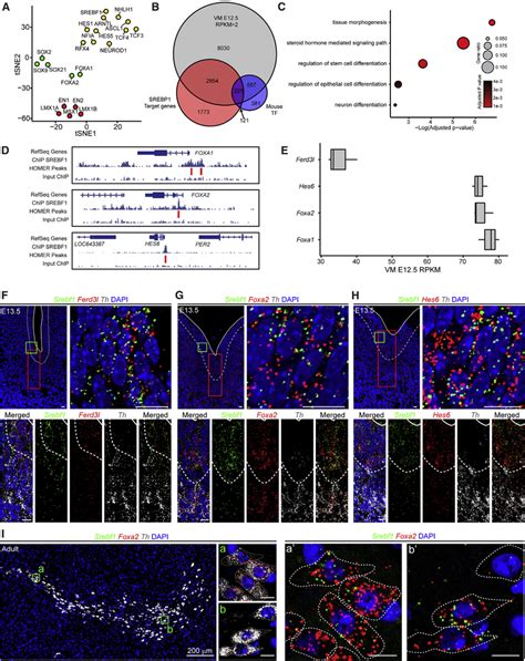 Analysis Of Srebp As A Proneural Transcription Factor And Of The