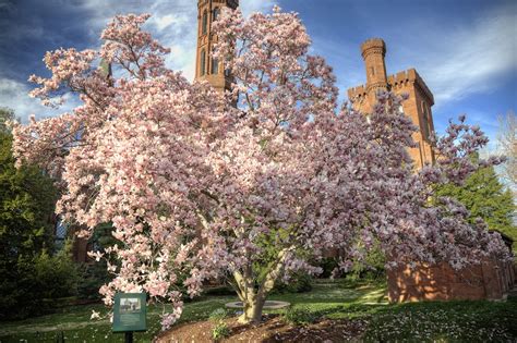 Magnolia Tree By The Smithsonian Castle