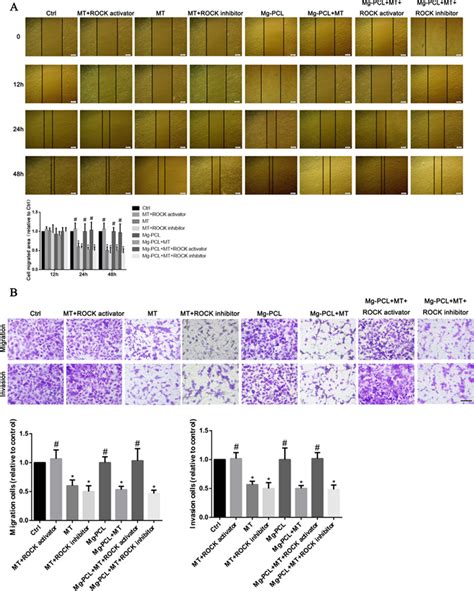 Effect Of 3d Printed Mgpclmt Scaffold On Os Cell Invasion And Download Scientific Diagram