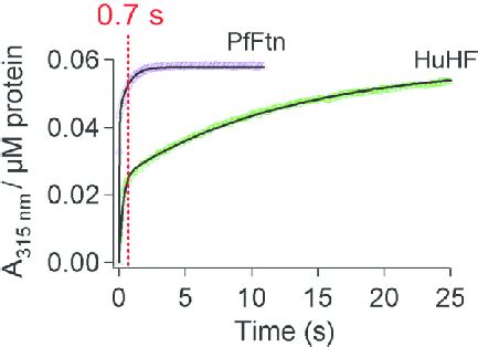 Stopped Flow UV Visible Spectroscopy Shows Differences In The Kinetics