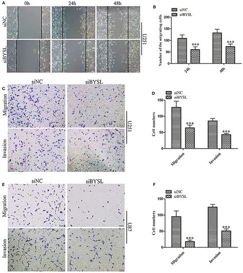 Frontiers Bysl Promotes Glioblastoma Cell Migration Invasion And