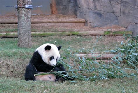 Pandas at the Atlanta Zoo, Georgia - Travel Photos by Galen R Frysinger ...