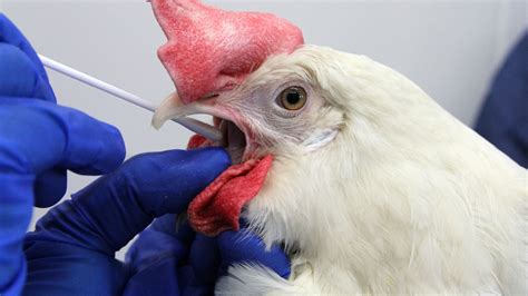 Flock Of Birds In Ingham County Test Positive For Avian Flu