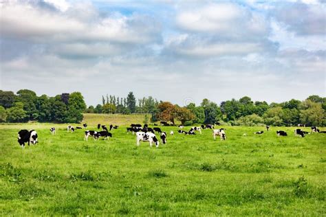 Dairy Cows Grazing In Open Grass Field Of Farm Stock Photo Image Of