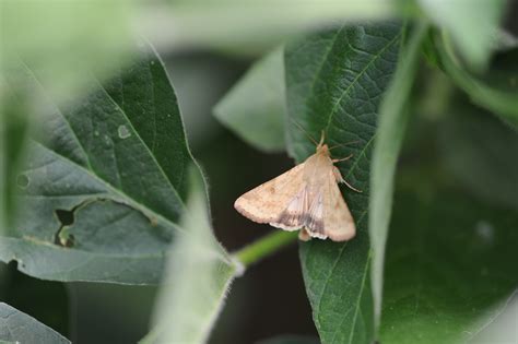 Corn Earworm Nc State Extension