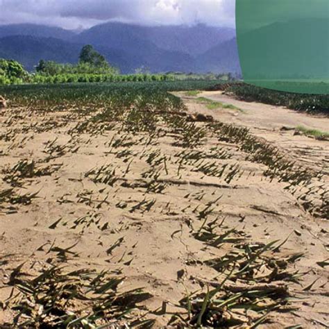 Fenómeno El Niño Retos Emergentes en la Agricultura Global