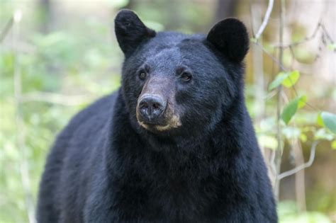 Premium Photo | Closeup shot of a black bear in a forest on a blurred ...