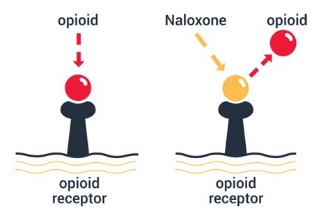 About Naloxone Narcan™ Overdose Lifeline