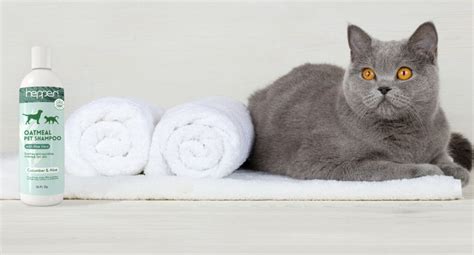 10 Best Cat Shampoos for Dandruff in 2023 - Reviews & Top Picks - Catster