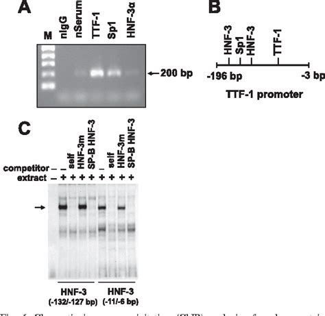 Figure 10 From Thyroid Transcription Factor 1 TTF 1 Gene