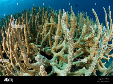 Los corales cuerno de ciervo Acropora cervicornis Indo pacífico