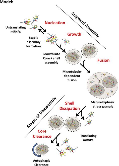Figures And Data In Distinct Stages In Stress Granule Assembly And