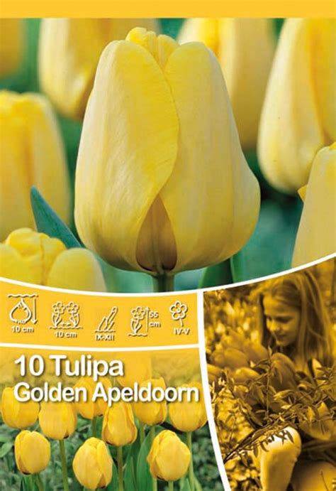 Tulpen Golden Apeldoorn Kaufen Bei OBI