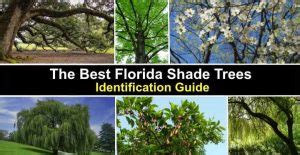 The Best Florida Shade Trees (With Pictures) - Identification Guide