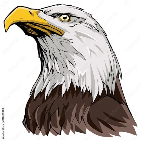 Bald Eagle on White / Illustration of North American Bald Eagle. Stock Vector | Adobe Stock