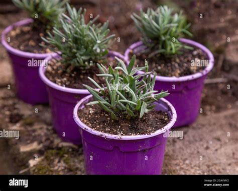 Pots Of Small Lavender Plug Plants Augustifolia Rosea Growing On In