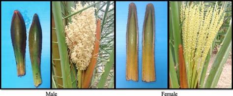 Adventbotany Day 15 The Date Palm Revisited Elderly Seeds And A Primer For Sex Determination