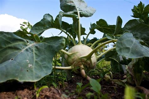 How To Grow Kohlrabi Growing Kohlrabi In Your Garden IMP WORLD