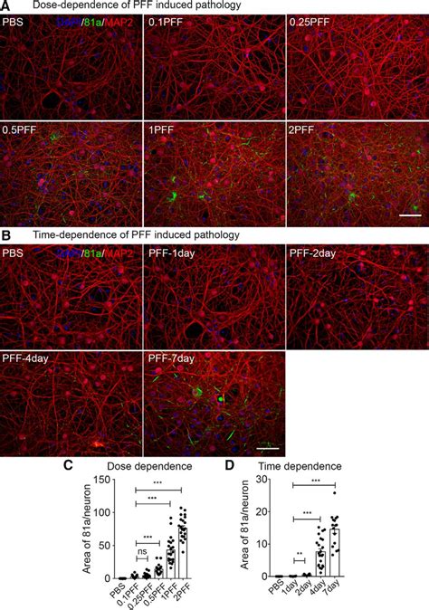 α Synuclein αsyn Preformed Fibrils Induce Endogenous αsyn Aggregation