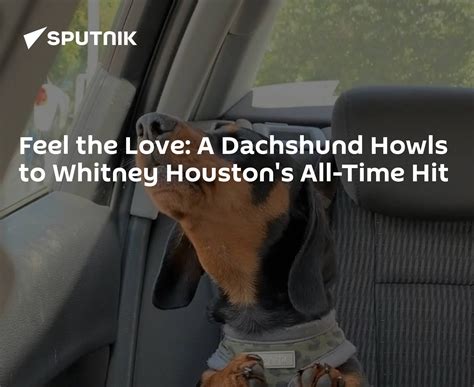 Feel The Love A Dachshund Howls To Whitney Houstons All Time Hit