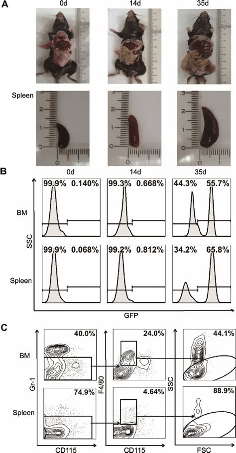 Isolation Of Macrophages From Bm And Spleen Of Notch1 Induced T All Download Scientific Diagram