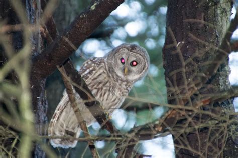 Barred Owl with red eyes | Smithsonian Photo Contest | Smithsonian Magazine