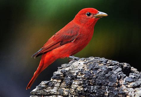 Piranga Roja Piranga Rubra Eduardo Lago Flickr