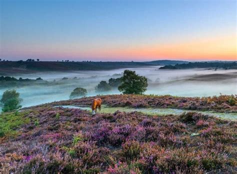 Top 16 New Forest Outdoor Activities The Gap Decaders