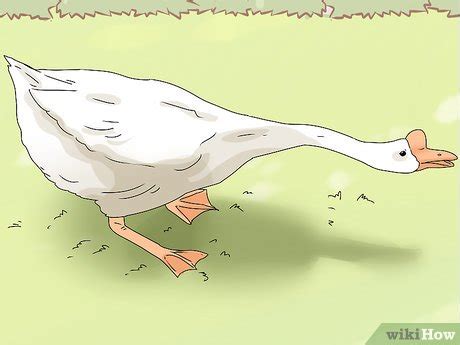 3 Ways To Breed Geese WikiHow Pet