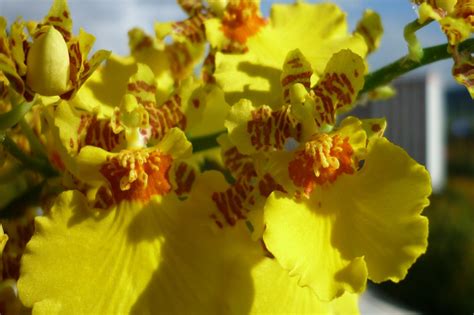 Chuva de Ouro como cultivar e cuidar dessa orquídea Blog da Cobasi