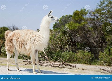 White Lama Stock Photo Image 14436810