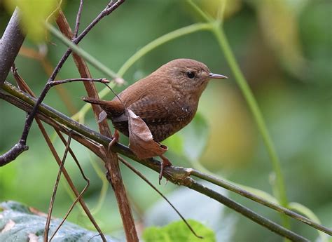 Winter Wren: Field Guide, Pictures, Habitat & Info - Optics Mag