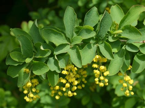 Barberry | NatureSpot