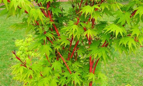 Acer Sango Kaku Senkaki Coral Bark Maple Approx 35 45cm Tall Coral