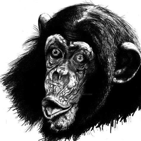 Chimpanzee By Annelisesauvetre On Deviantart