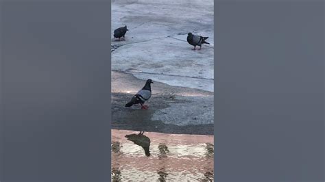 Pigeons In Hong Kong 香港白鴿 Youtube