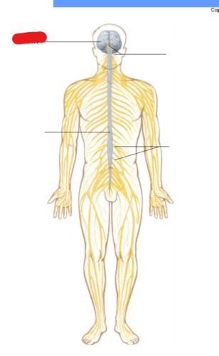 Be 354 Chapter 10 Nervous System I Flashcards Quizlet