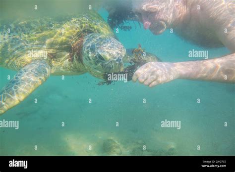 Boy Swimming With A Giant Sea Turtle In The Ocean In Sri Lanka Stock