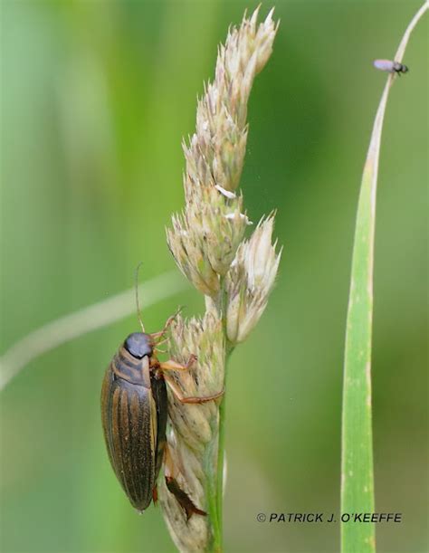 Raw Birds Lesser Diving Beetle Acilius Sulcatus Female Lullymore