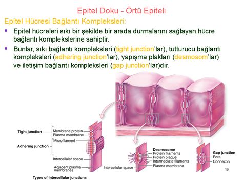 histoloji embriyoloji notlarım EPİTEL DOKU