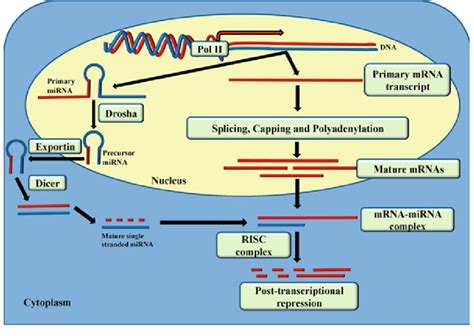 Mirna Mediated Transcriptional Silencing The Process Of Gene