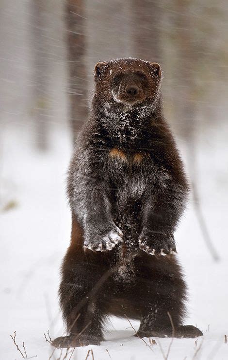 Wolverine - largest land-dwelling species of the family Mustelidae (weasels). Wild Animals ...