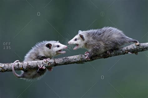 North American opossum stock photo - OFFSET