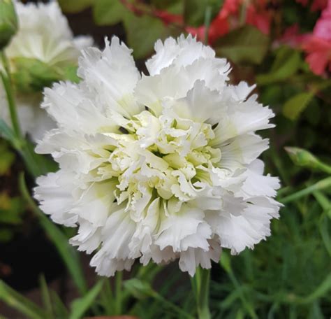 Dianthus Mrs Sinkins Farmyard Nurseries