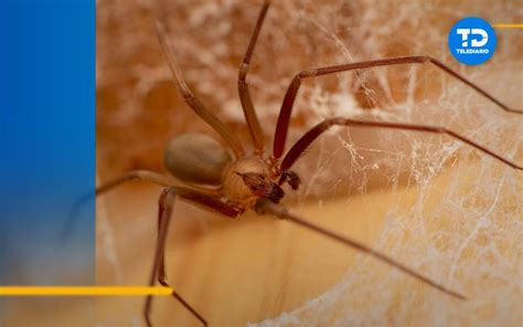 Araña Violinista Cómo Identificarla Telediario México