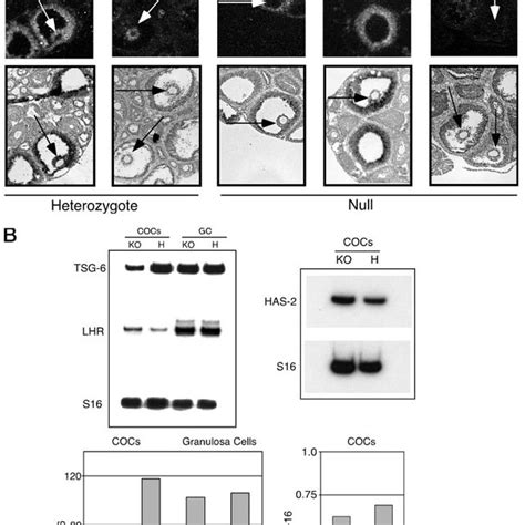 Cumulus Cell Expression Of Tsg Is Disrupted In Ep Null Mice A In